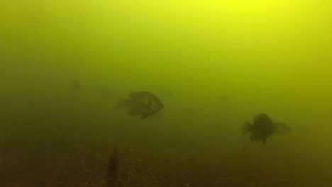 Peces-Moviéndose-Debajo-De-La-Superficie-Del-Agua---Toma-Bajo-El-Agua