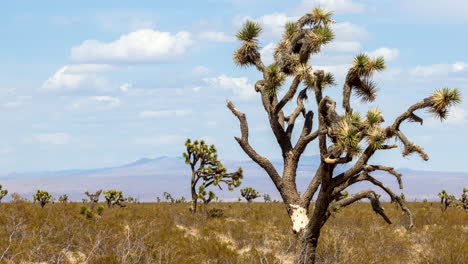 Mojave-Desert-time-lapse-with-a-Joshua-tree-in-the-foreground-and-the-arid-mountain-landscape-in-the-background-and-cumulus-cloudscape-overhead