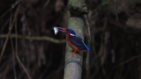 a female tossing and righting the fish in its mouth, slams it on the bamboo to break its bones and kill before eating