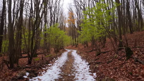 forest path with melting snow and emerging spring foliage
