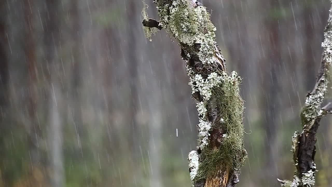 Dead tree covered in lichen on a rainy day