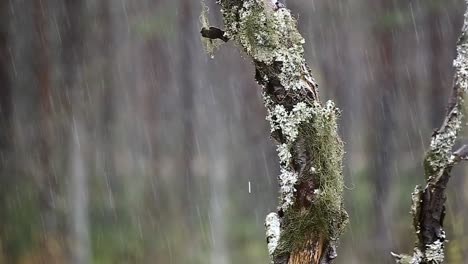 dead tree covered in lichen on a rainy day