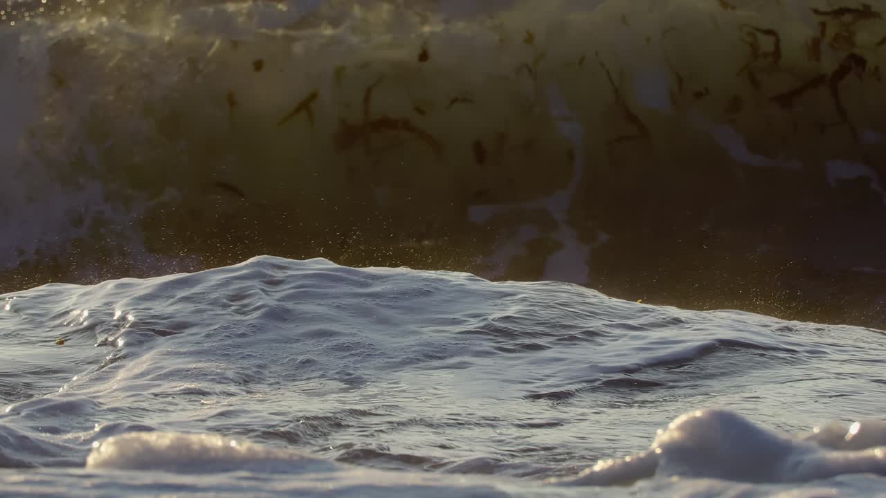 Floating loose seaweed on breaking waves in afternoon sun. Close Up. Slow Motion 120 fps.