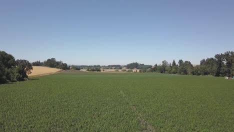 Industrial-Hemp-Field-farmed-in-rows-with-multiple-cultivars-and-strains-aerial-view-drone-4k-shot-in-August-2019-in-Oregon-1