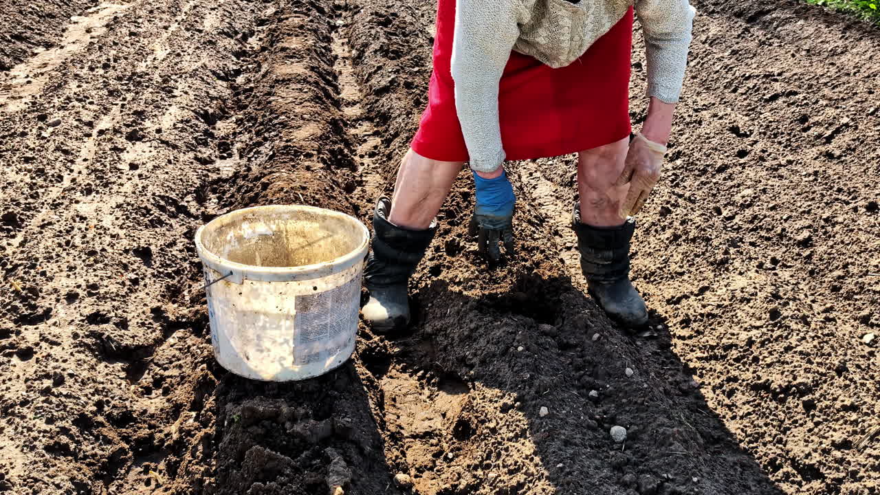 Close-up of elderly woman digging and planting potatoes with bare hands in dark soil