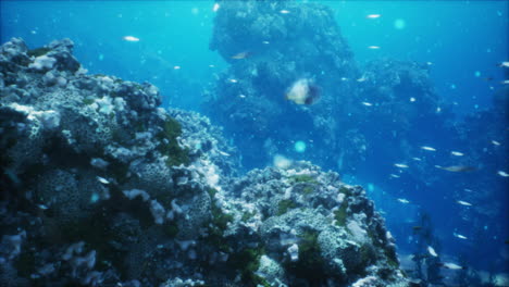 stunning underwater coral reef scene