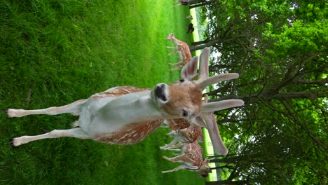 Vertical-closeup-shot-of-a-tourist-approaching-to-a-curious-deer-in-Phoenix-Park,-Dublin