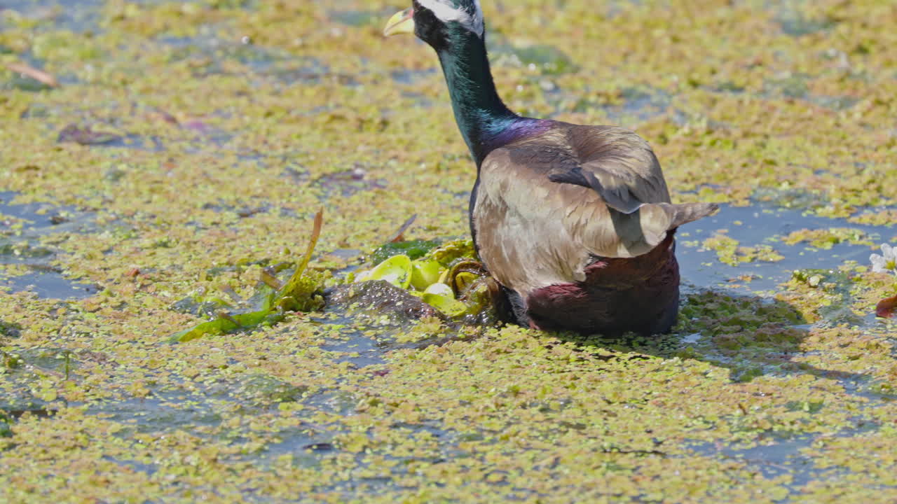 A bronze winged jacana searching food in the marsh during sunny day in keoladeo bird sanctuary, ecosystem, India.