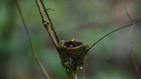 papamoscas azul de nuca negra, hypothymis azurea, tailandia