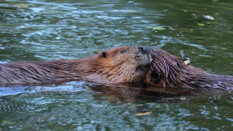 eurasian beaver (castor fiber) or european beaver is a beaver species that was once widespread in eurasia, but was hunted to near-extinction for both its fur and castoreum.