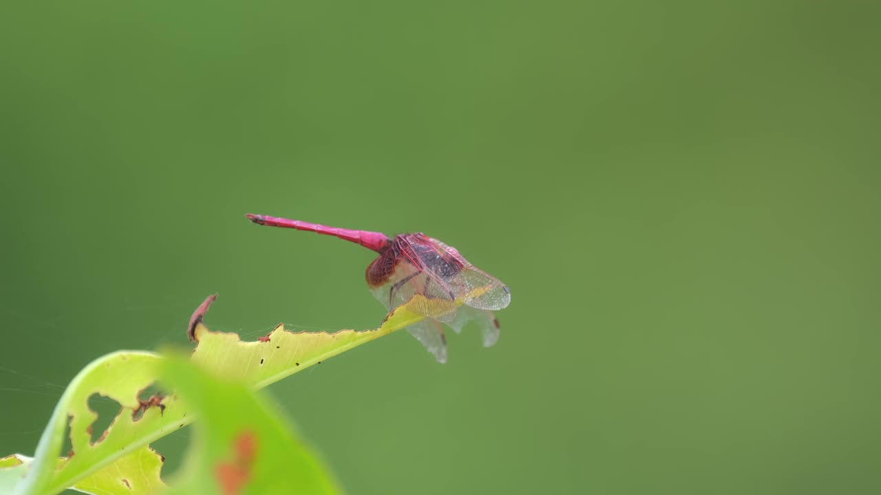 mirando hacia la derecha mientras está encaramado en una hoja que se mueve con un poco de viento, el planeador de pantano carmesí trithemis aurora, tailandia