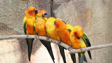 family of 5 sun parakeets or sun conure birds perched together and clean each other's plumage