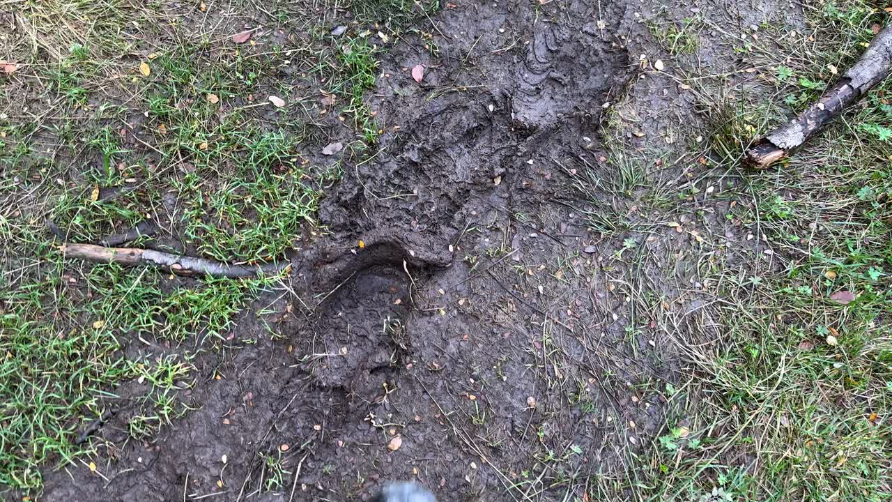 Single sneaker steps forward on wet, muddy trail in forest under natural daylight, handheld camera