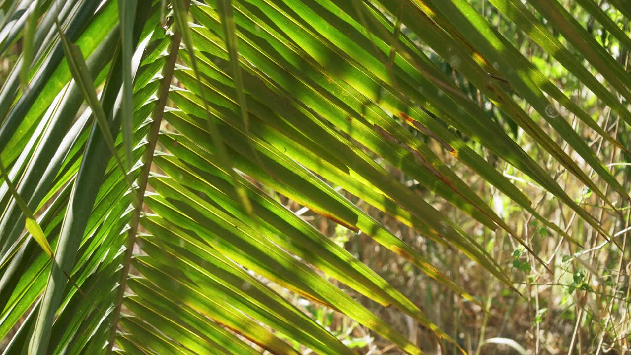 A close-up view of vibrant palm leaves swaying in a tropical forest showcasing nature's beauty.