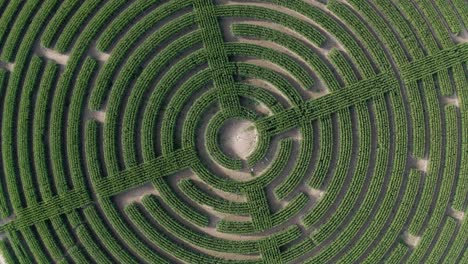 aerial birds eye pull out shot of fields of corn cut into a giant laryrinth