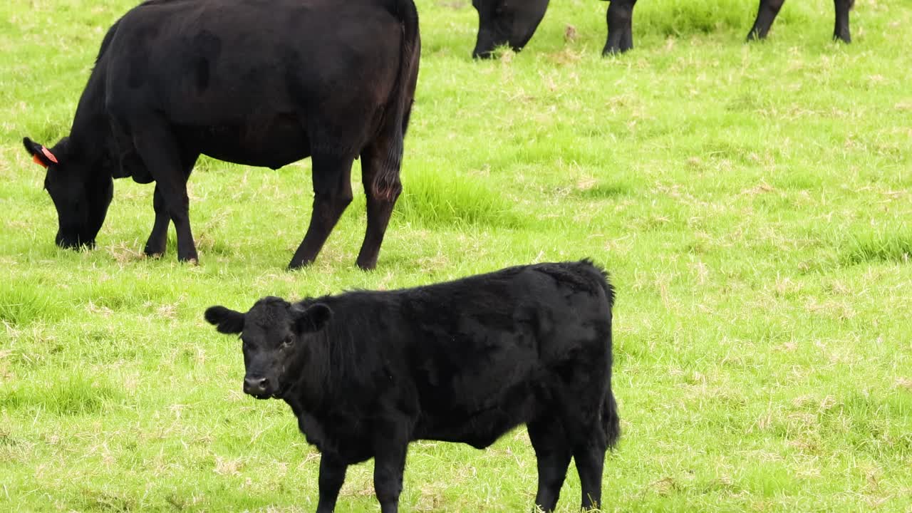A group of black cows grazing peacefully on a vibrant green pasture under a clear sky.