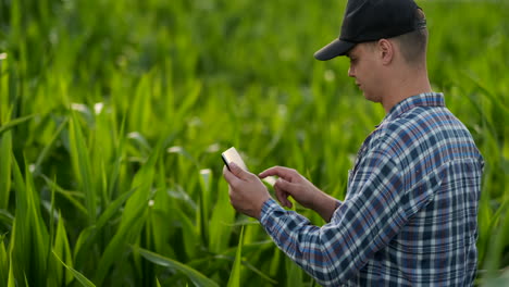 A-male-farmer-with-a-tablet-at-sunset-in-a-field-of-corn-examines-the-plants-and-using-the-application-controls-and-sends-for-analysis-data-on-the-successful-harvest.