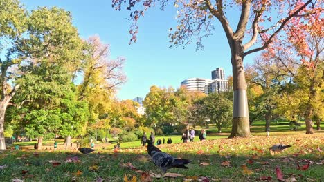 pigeons and people in a park