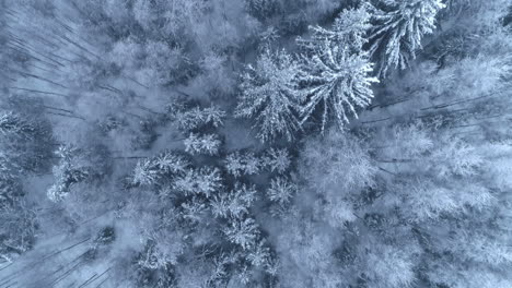 aerial birds eye flying over snow covered spruce and pine trees