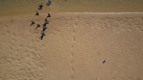 aerial circling over black cormorants and white herons, corindi river