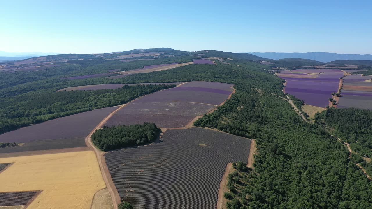 fotografía aérea de un campo de lavanda en provenza en plena floración