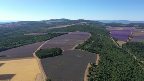 Toma-Aérea-De-Un-Campo-De-Lavanda-En-Provenza-En-Plena-Floración.