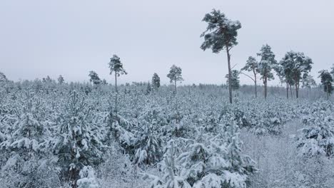 aerial establishing footage of trees covered with snow, nordic woodland pine tree forest, calm overcast winter day, wide ascending drone shot moving forward