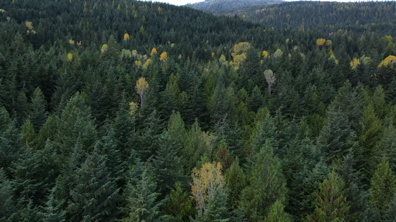 加拿大尼爾森附近的英屬哥倫比亞森林的 4k 空中短片