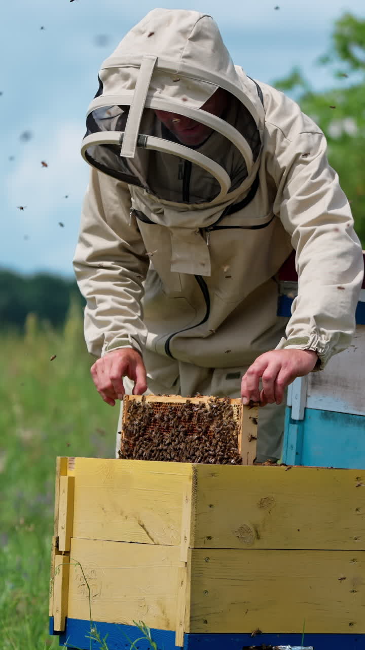 Busy beekeeper working at apiary with lots of bees flying around. Apiarist pulls the frame covered with bees out of the hive and takes it somewhere. Vertical video