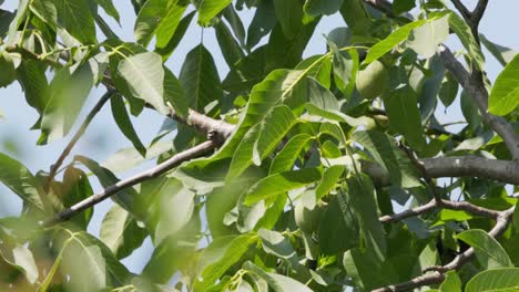 tesoros de los nueces: nueces inmaduras en medio de ramas de otoño y cielo azul