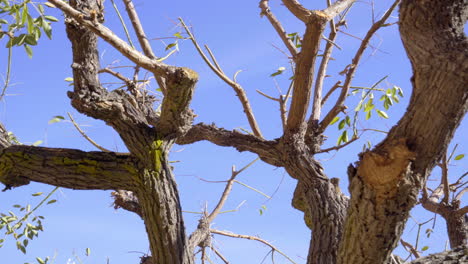 crooked branches with rare green leafs, close up