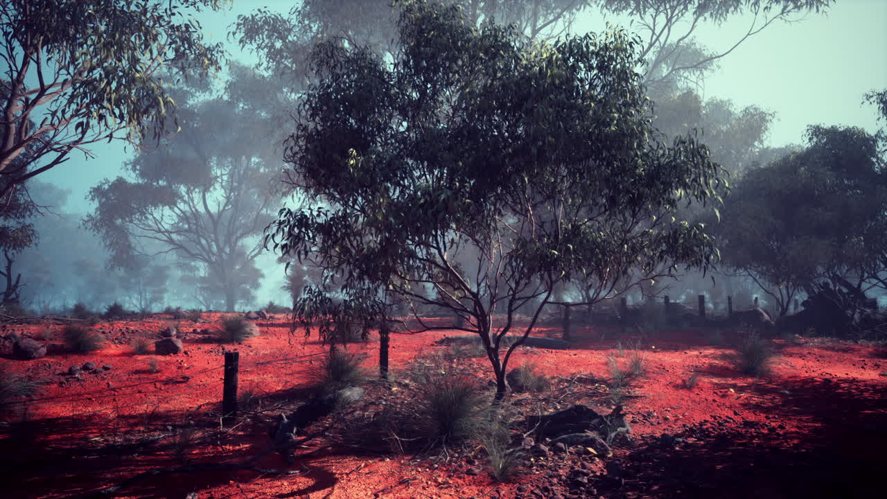 una escena de bosque nebuloso con tierra roja y altos árboles de eucalipto