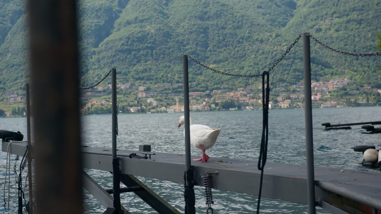 Goose walks slowly on dock with boat floating behind at Lake Como, Italy (Lago di Como, Italia), peaceful and calm