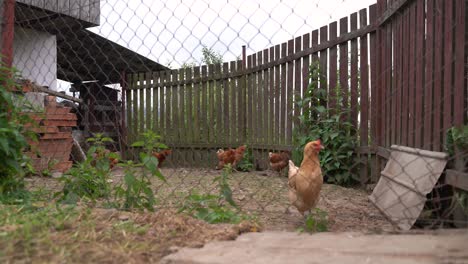 wide shot of chicken behind fence in small-scale rural farm setting