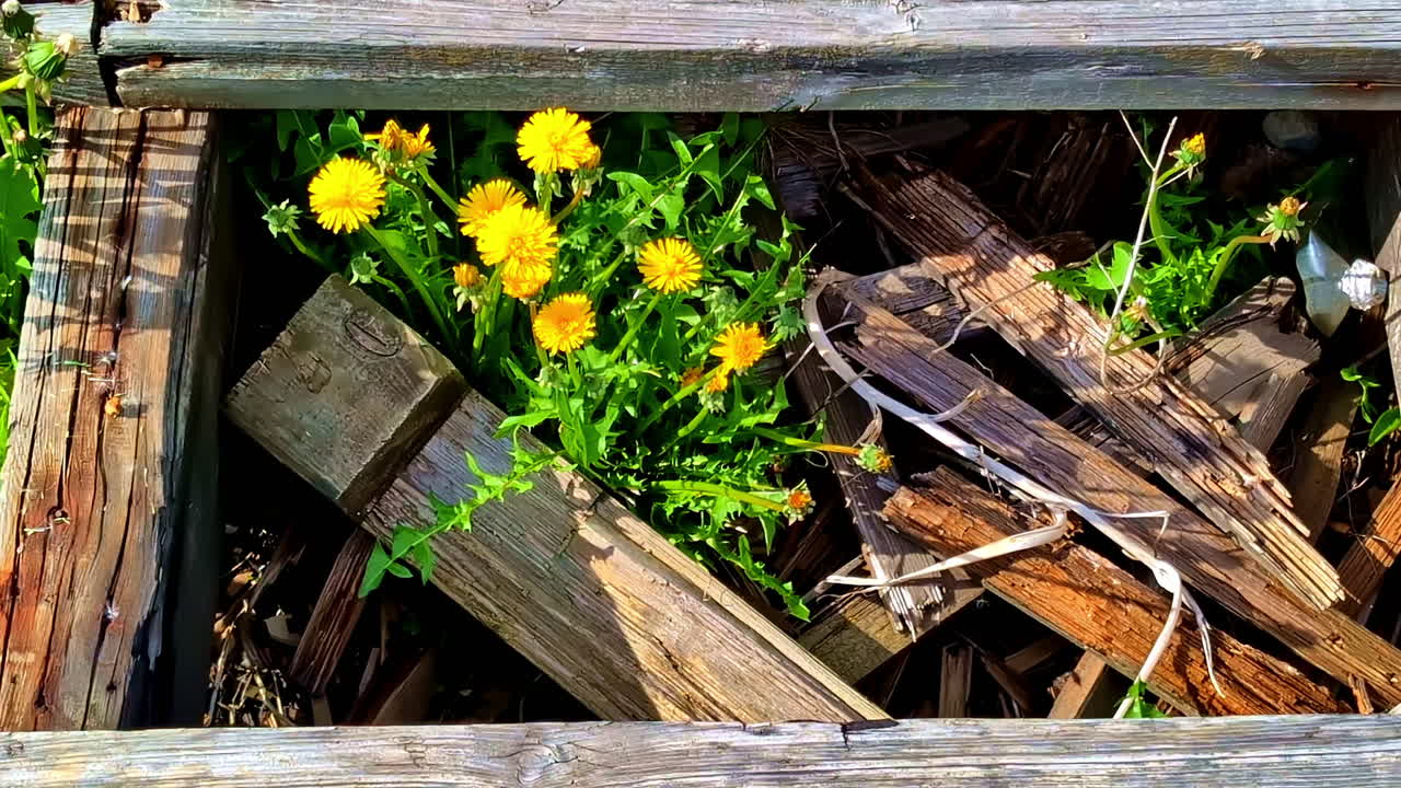 Yellow dandelions growing among broken wooden planks in rustic abandoned structure