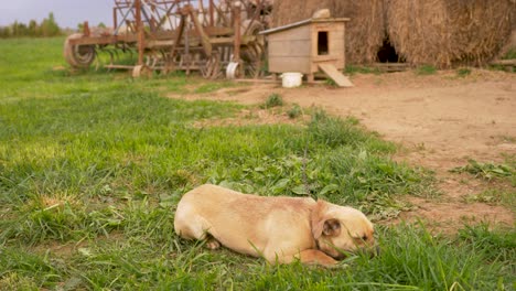 Vista-En-Cámara-Lenta-Del-Perro-Del-Pueblo-Viviendo-Su-Triste-Vida