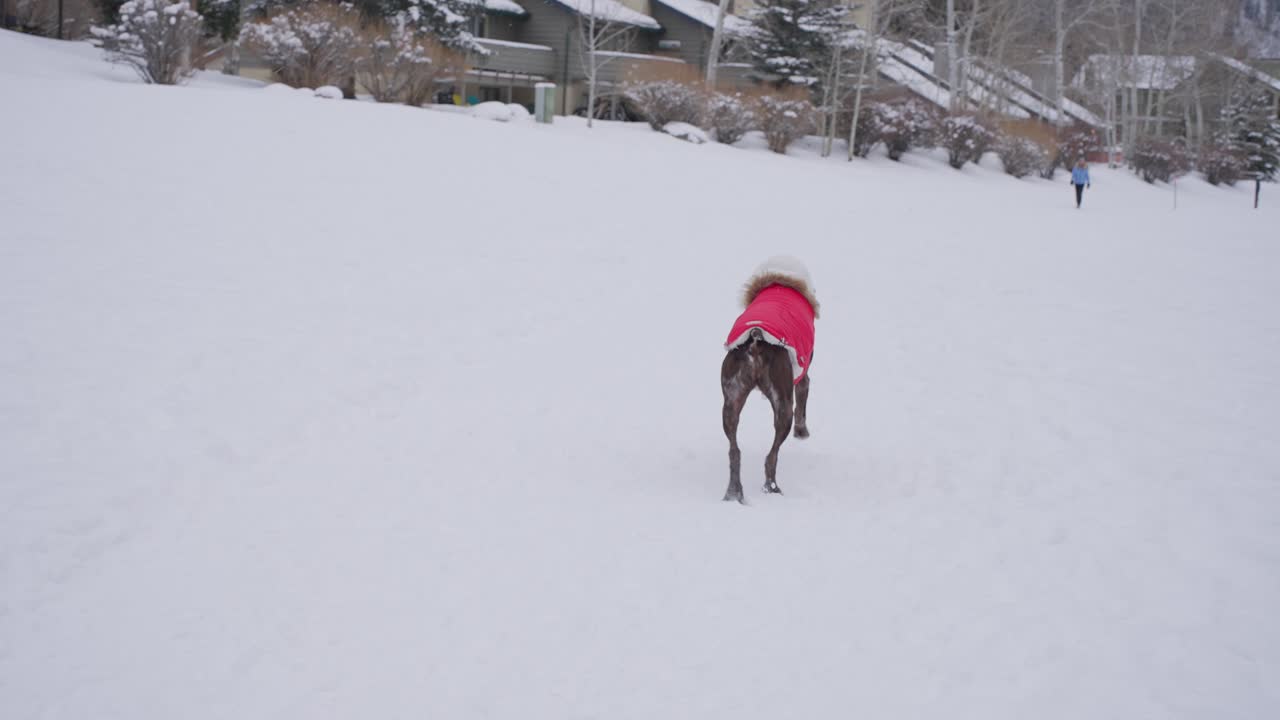 perro puntero alemán de pelo corto en chaqueta de invierno corriendo en la nieve, cámara lenta