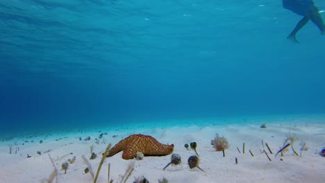 A-colorful-starfish-moves-gracefully-across-the-ocean-floor,-showcasing-its-distinctive-features