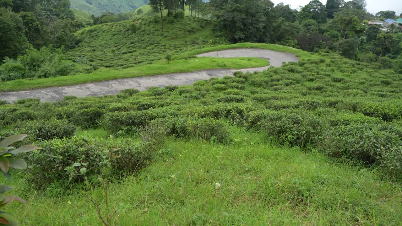 Beautiful landscape view of Darjeeling tea garden. The tea tree base prevents water from accumulating in the hilly areas of Darjeeling. This Darjeeling tea is world famous