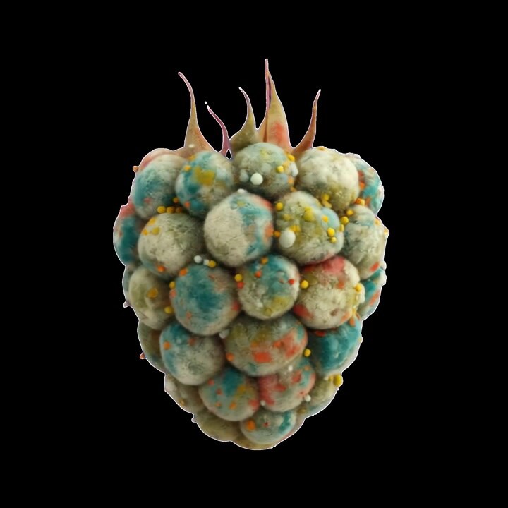 Time Lapse of Mold Growing on a Raspberry
