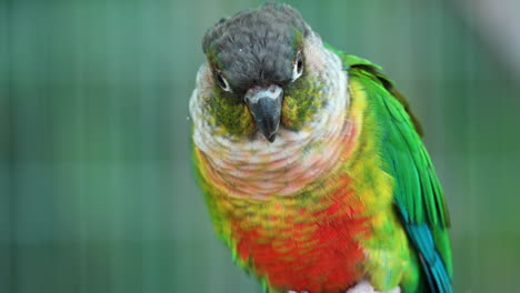 retrato de conure de mejillas verdes o perico encaramado en el parque de aves de osan