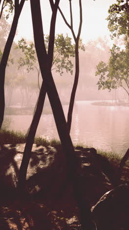 misty forest scene with a lake