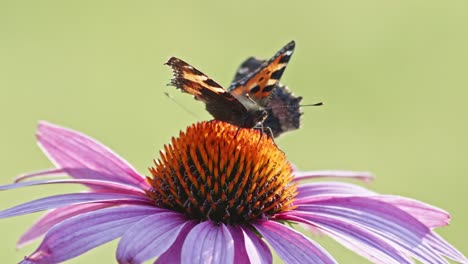 two small tortoiseshell butterflies pollinating in orange coneflower