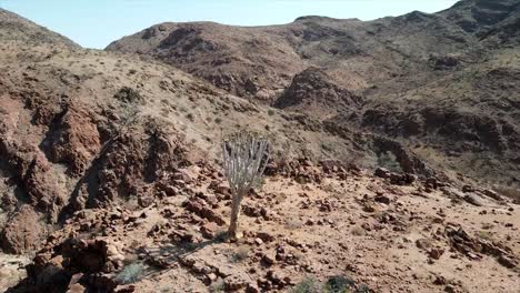 Ein-Köcherbaum-Wächst-Auf-Einem-Felsigen-Hügel-In-Der-Trockenen-Und-Trockenen-Namib-Wüste-Im-Südlichen-Afrika