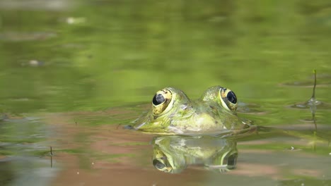 Frog-Eyes-in-Water.-Beautiful-Nature-Landscape