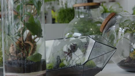 floral workshop with the tiny ready-made floral compositions in the terrariums rack focus medium shot