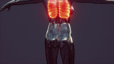 hologram of inflamed lungs in the human body