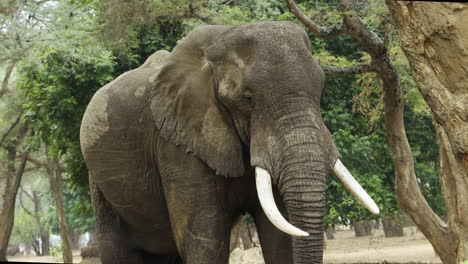 mighty elephant bull in a forest of winter acacias in southern africa