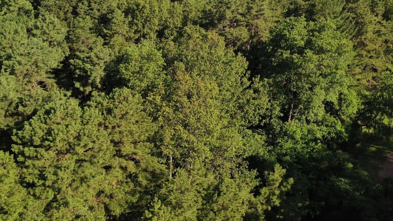Aerial View of Lush Green Forest