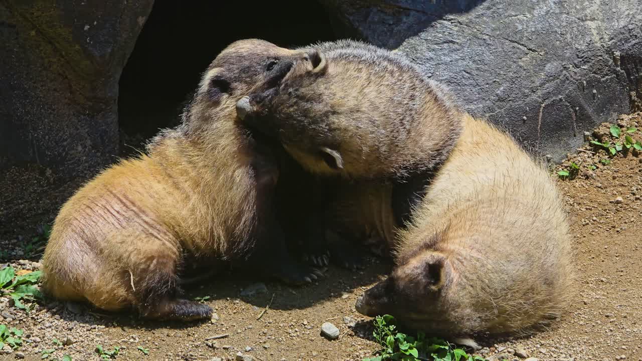 A family of three wild Eurasian badgers (Meles meles) cuddle and interact affectionately as a group outside their rocky den in the warm sunlight of their natural habitat.